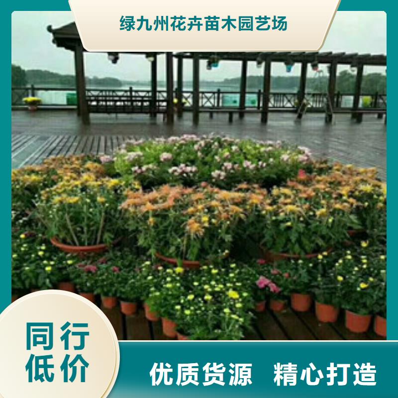 时令草花耐寒耐旱草花基地适用范围广