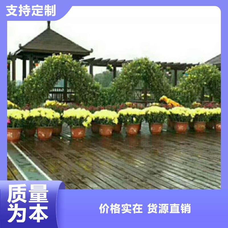 时令草花宿根花卉基地优势