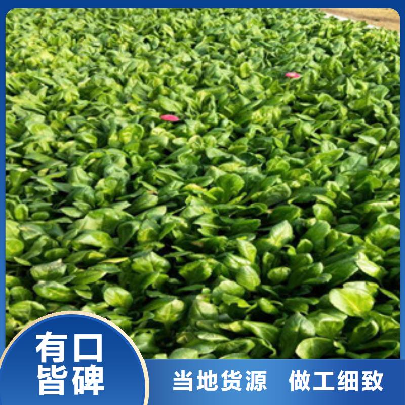 时令草花【花海景观工程】老客户钟爱