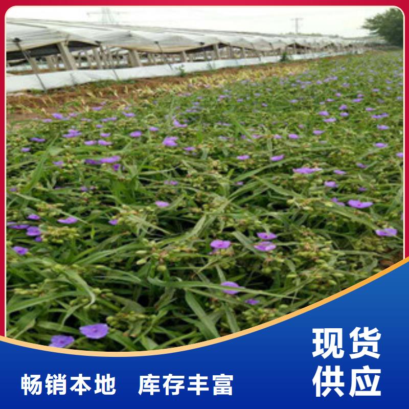 时令草花【柳叶马鞭草/薰衣草】源头把关放心选购