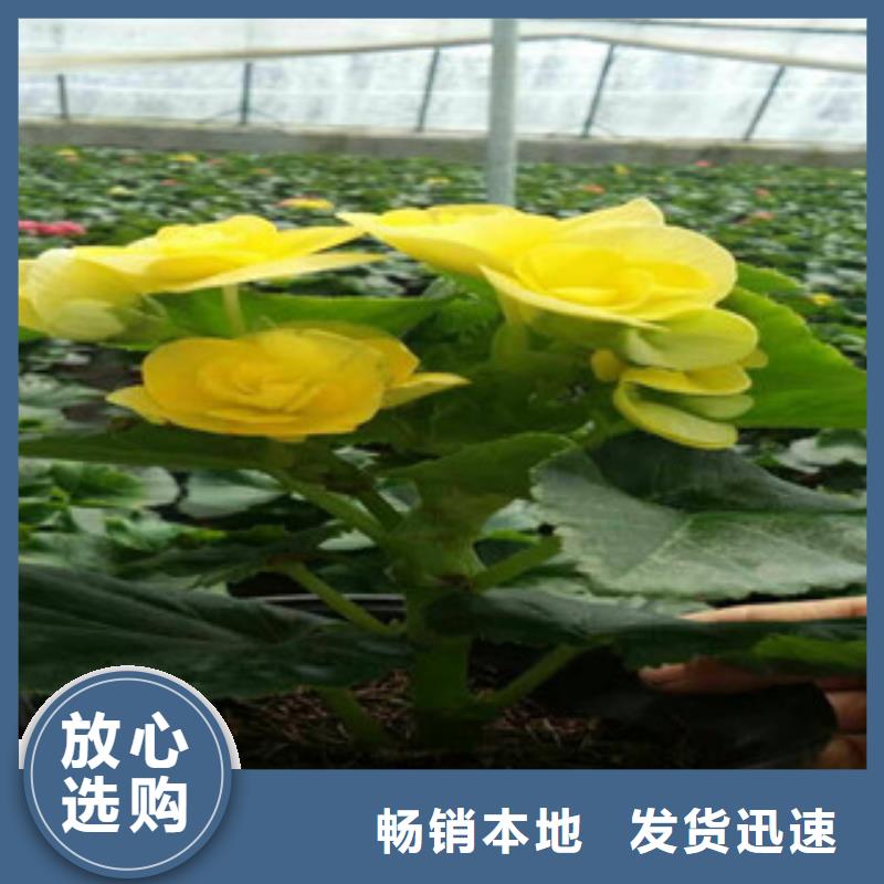 【时令草花,花海景观工程好货直销】