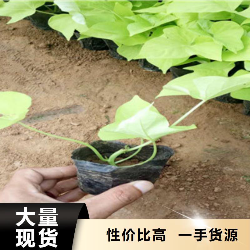 时令草花-时令花卉/绿化草花价格多种优势放心选择