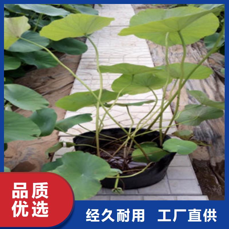 时令草花花海景观工程好产品价格低