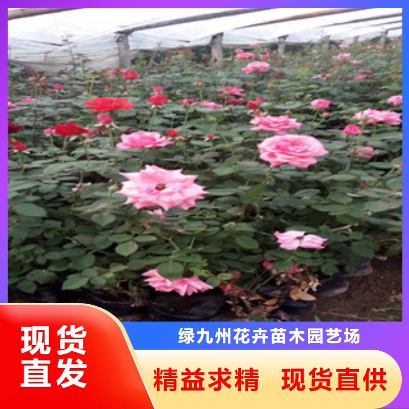 【时令草花】五一国庆草花批发专注生产N年