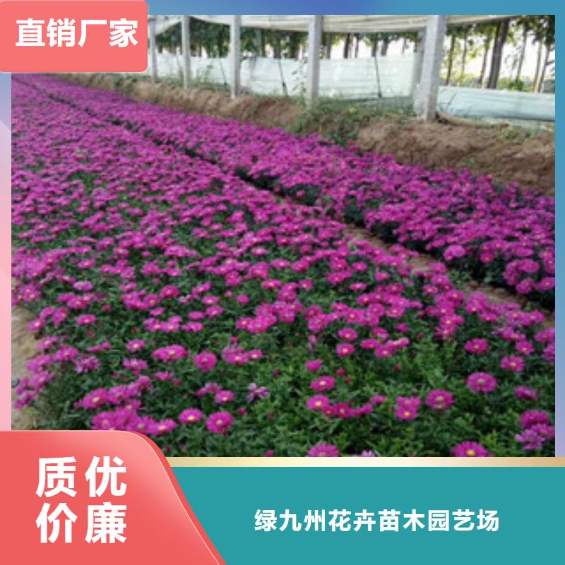 时令草花,耐寒耐旱草花基地实力厂家