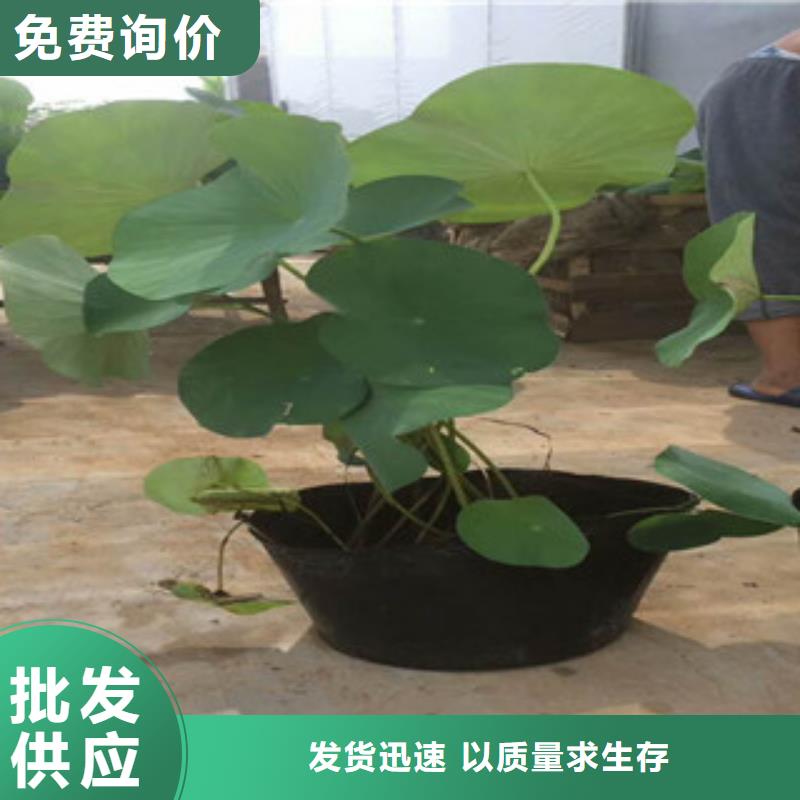 【时令草花水生植物/荷花睡莲实力派厂家】