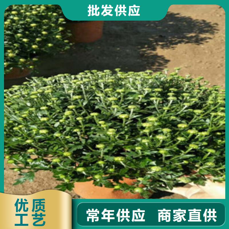 时令草花耐寒耐旱草花基地实力工厂