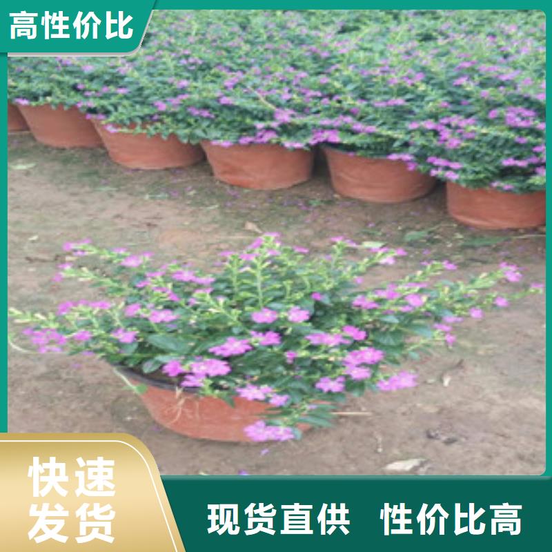 时令草花鲁冰花/粉黛乱子草专业设计