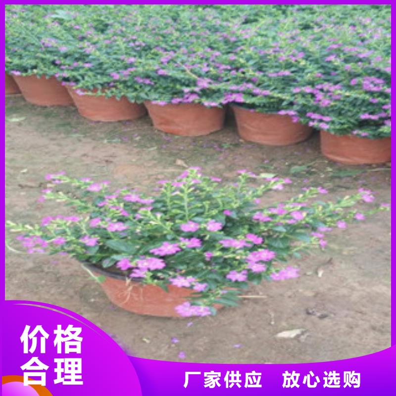 时令草花耐寒耐旱草花基地使用方法