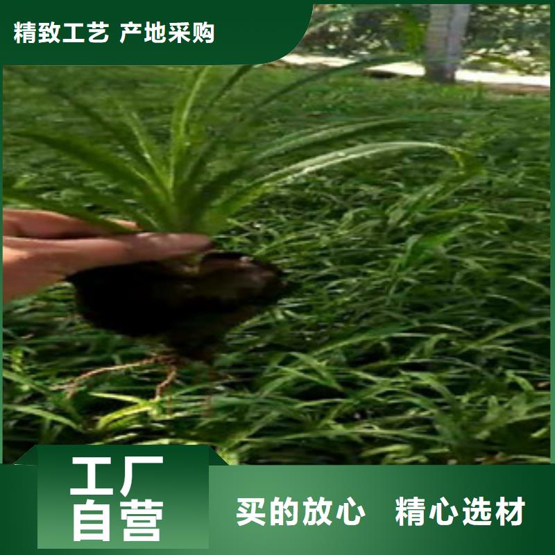 时令草花鲁冰花/粉黛乱子草诚信为本