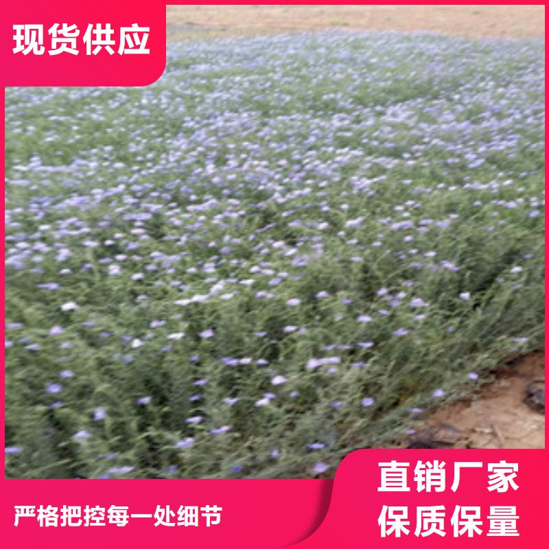 宿根花卉鲁冰花/粉黛乱子草专业完善售后