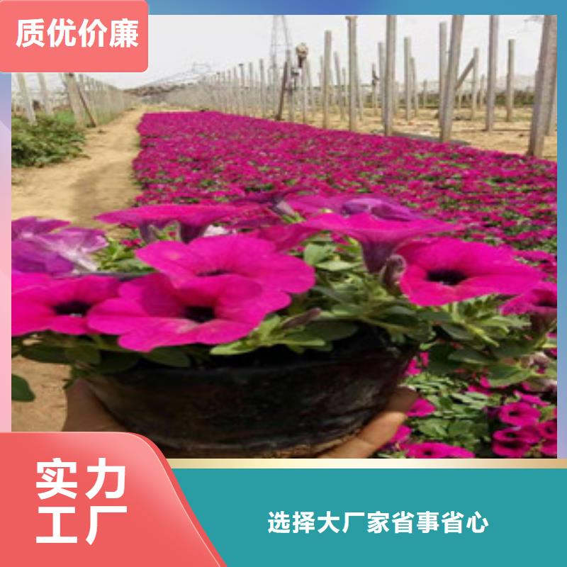 宿根花卉花海景观工程使用方法