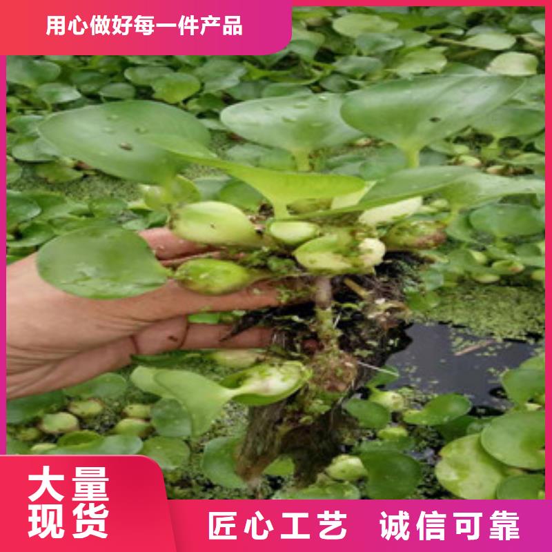 宿根花卉-鲁冰花/粉黛乱子草品质保障售后无忧