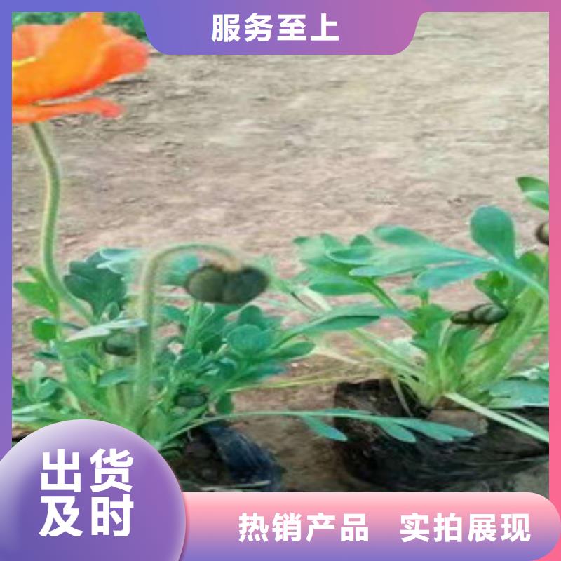 宿根花卉柳叶马鞭草/薰衣草工艺精细质保长久