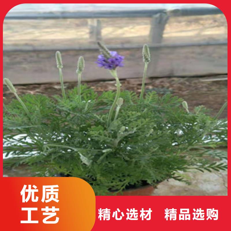 【宿根花卉】五一国庆草花批发注重细节