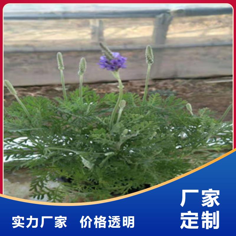 【宿根花卉水生植物/荷花睡莲欢迎新老客户垂询】