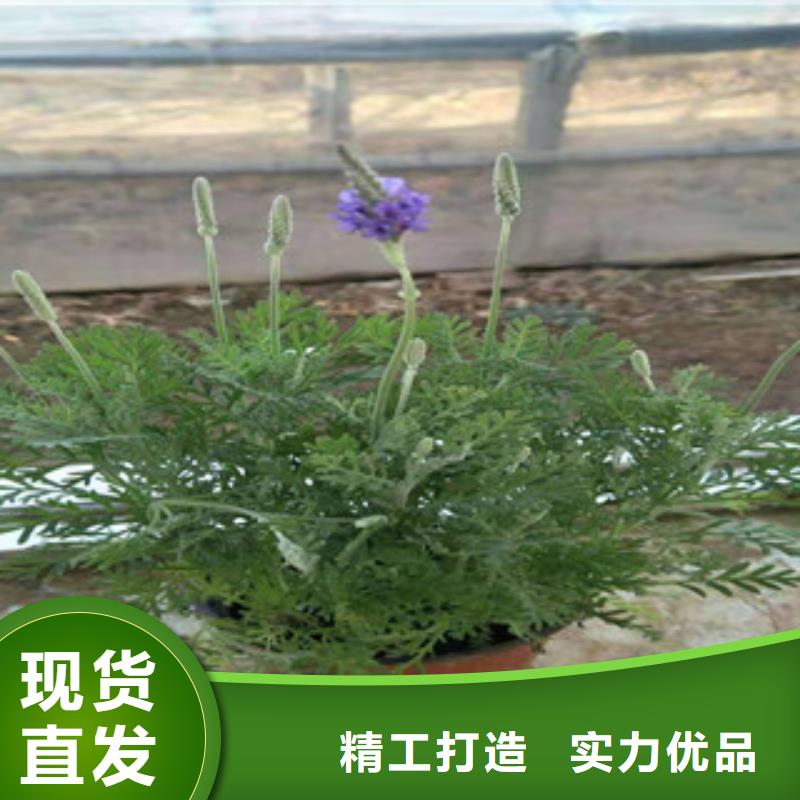 【宿根花卉-耐寒耐旱草花基地海量现货直销】