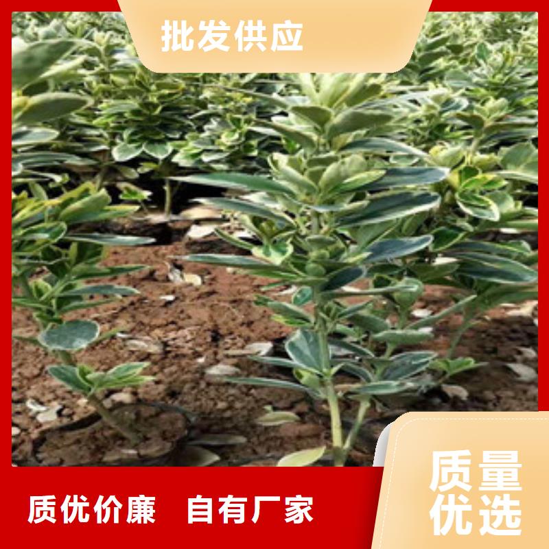 宿根花卉【水生植物/荷花睡莲】免费安装