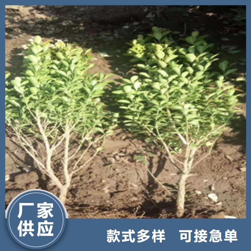 宿根花卉【柳叶马鞭草/薰衣草】严格把控每一处细节