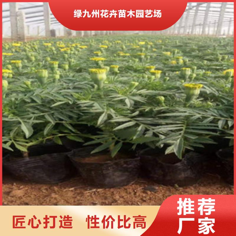 【宿根花卉-耐寒耐旱草花基地海量现货直销】