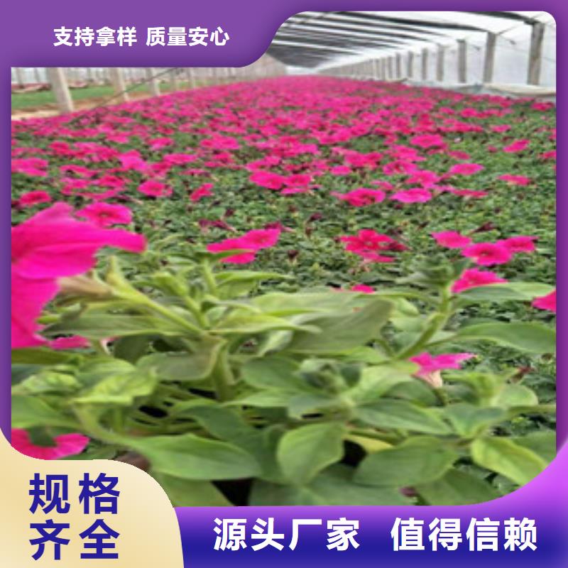 宿根花卉耐寒耐旱草花基地来图定制量大从优