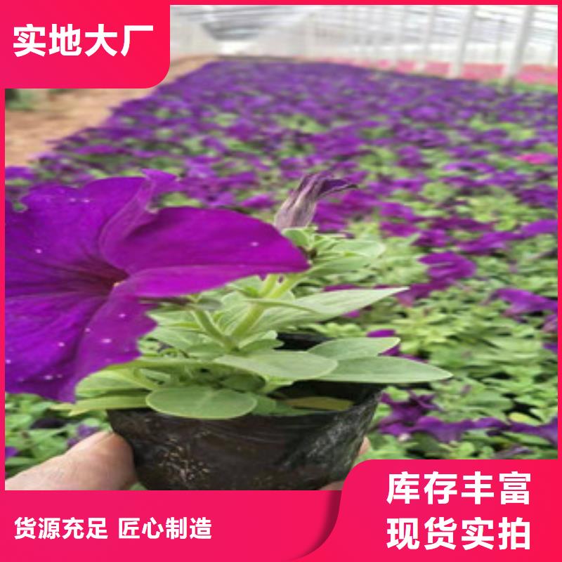 宿根花卉花海景观工程种类齐全