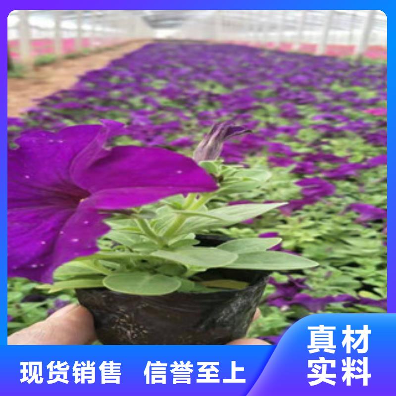 宿根花卉柳叶马鞭草/薰衣草质优价保