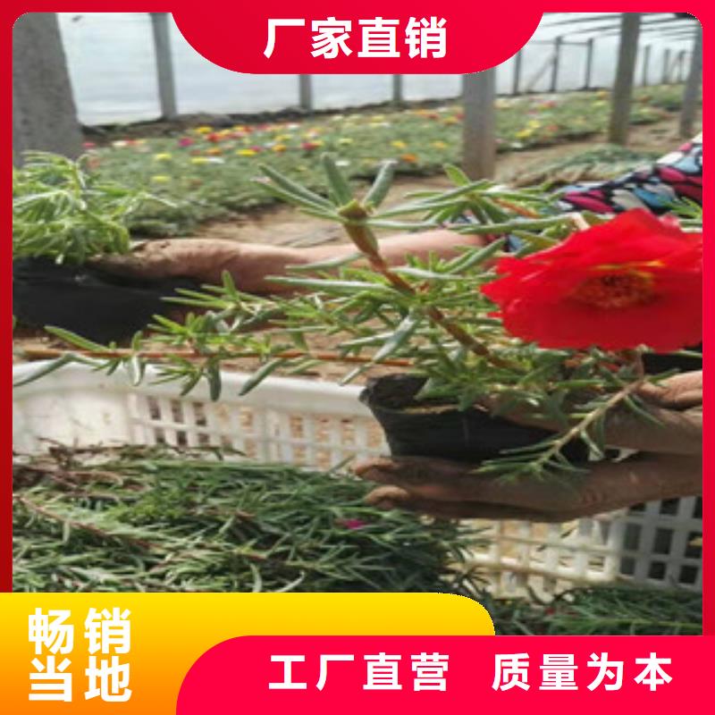 宿根花卉花海景观工程使用方法