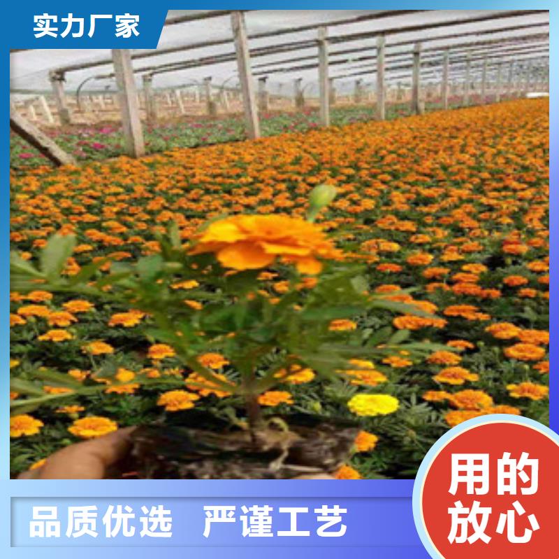 【宿根花卉水生植物/荷花睡莲欢迎新老客户垂询】