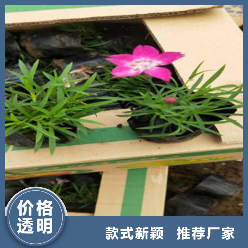 宿根花卉_【花海景观工程】实体厂家