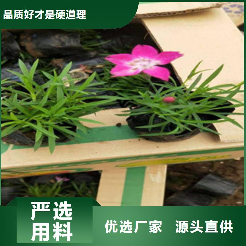 【宿根花卉】花海景观工程货源足质量好