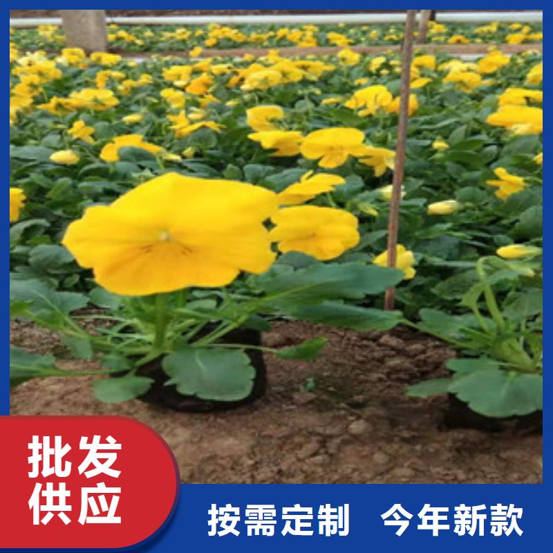 宿根花卉_【花海景观工程】实体厂家