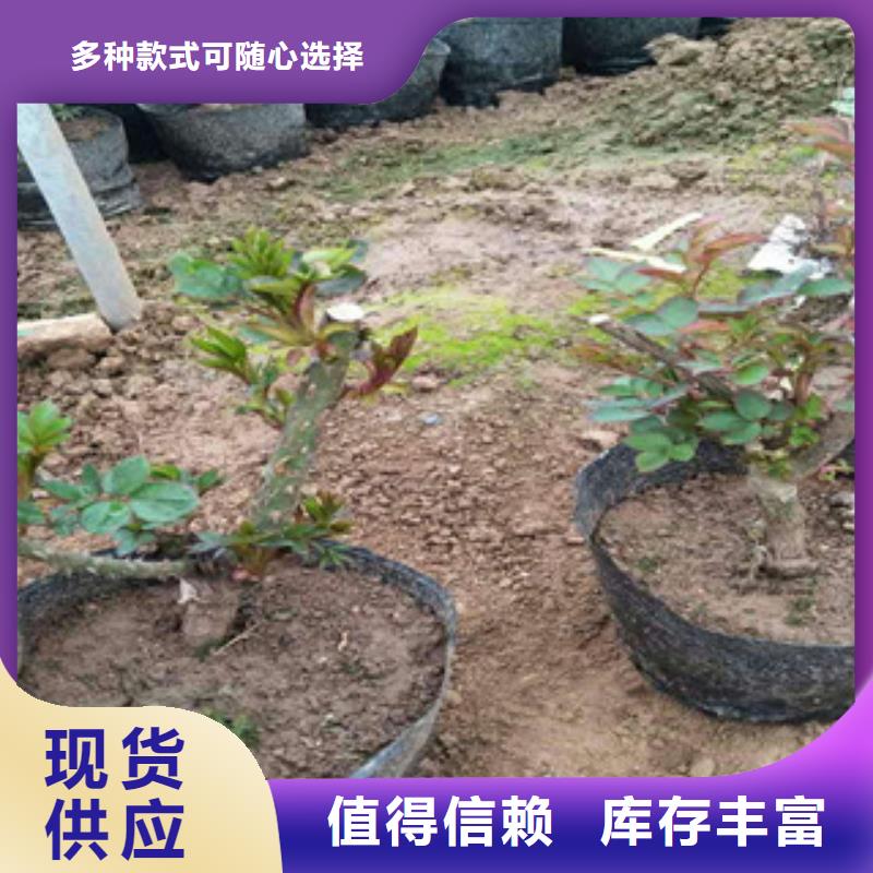 花海景观观赏草/蒲苇狼尾草工厂价格