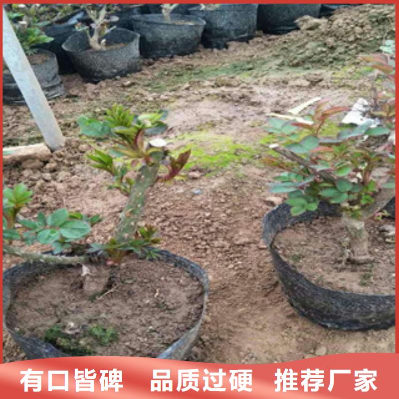 花海景观-【耐寒耐旱草花基地】满足多种行业需求