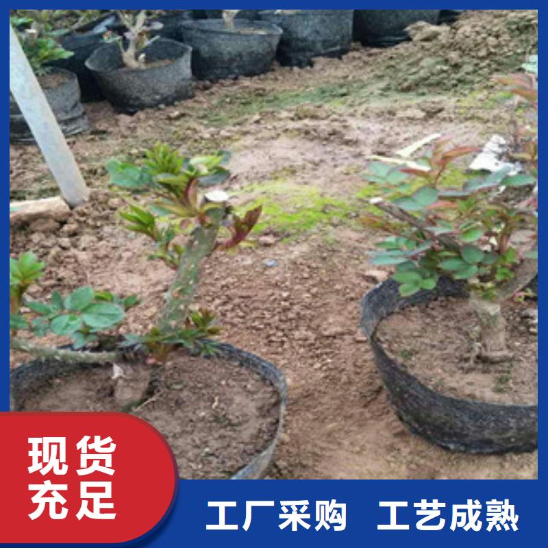 【花海景观柳叶马鞭草/薰衣草货源足质量好】