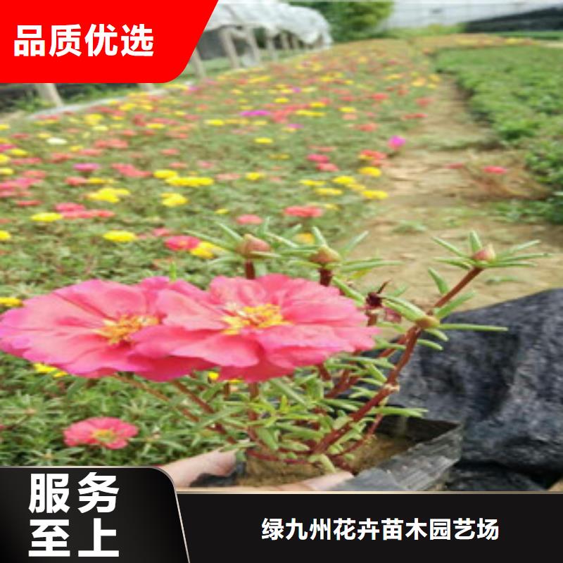 花海景观【时令花卉/绿化草花价格】自产自销