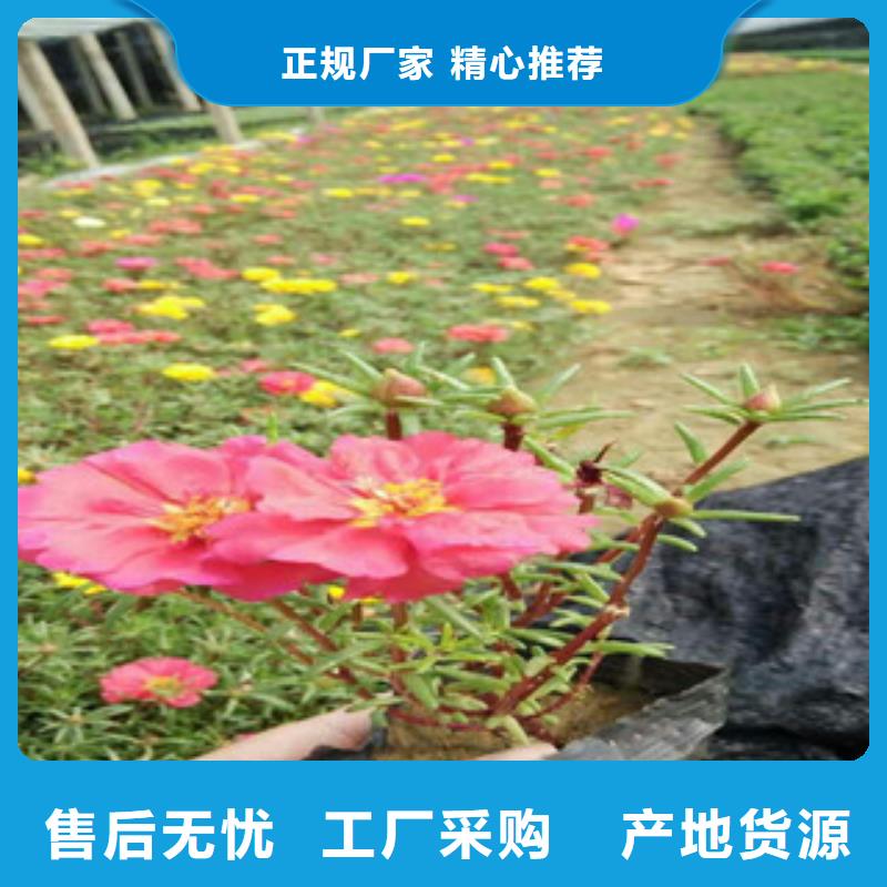 花海景观耐寒耐旱草花基地信誉至上