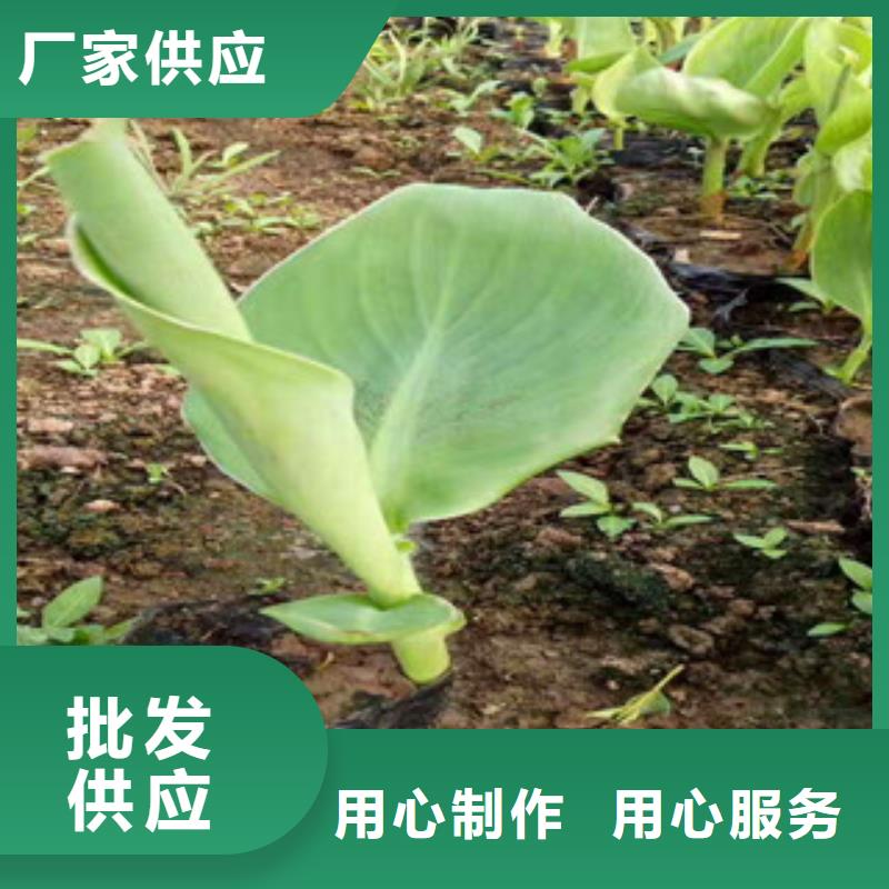 花海景观【水生植物/荷花睡莲】好产品不怕比