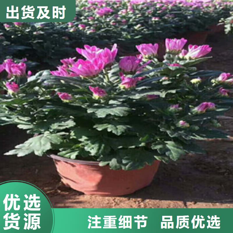 花海景观时令花卉/绿化草花价格实力大厂家