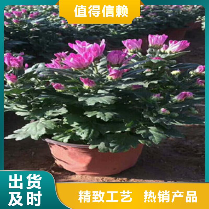 花海景观观赏草/蒲苇狼尾草专业生产团队