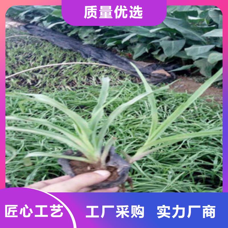 【花海景观鲁冰花/粉黛乱子草设计合理】