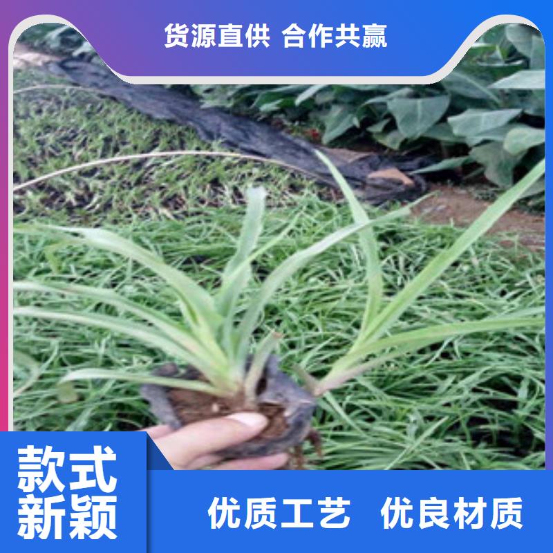 花海景观花海景观工程拥有核心技术优势