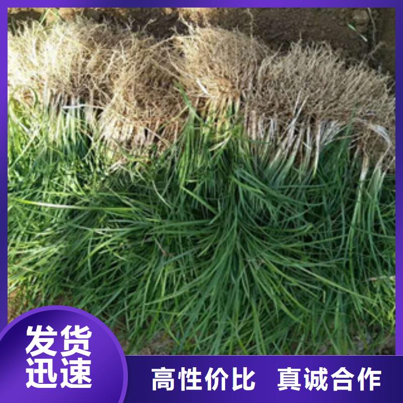 花海景观耐寒耐旱草花基地信誉至上