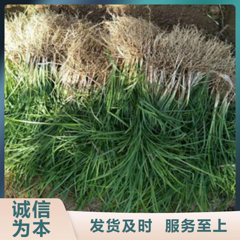 花海景观_水生植物/荷花睡莲合作共赢