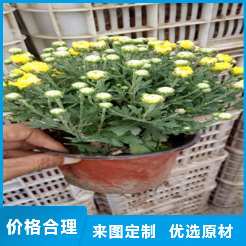 【花海景观水生植物/荷花睡莲发货迅速】