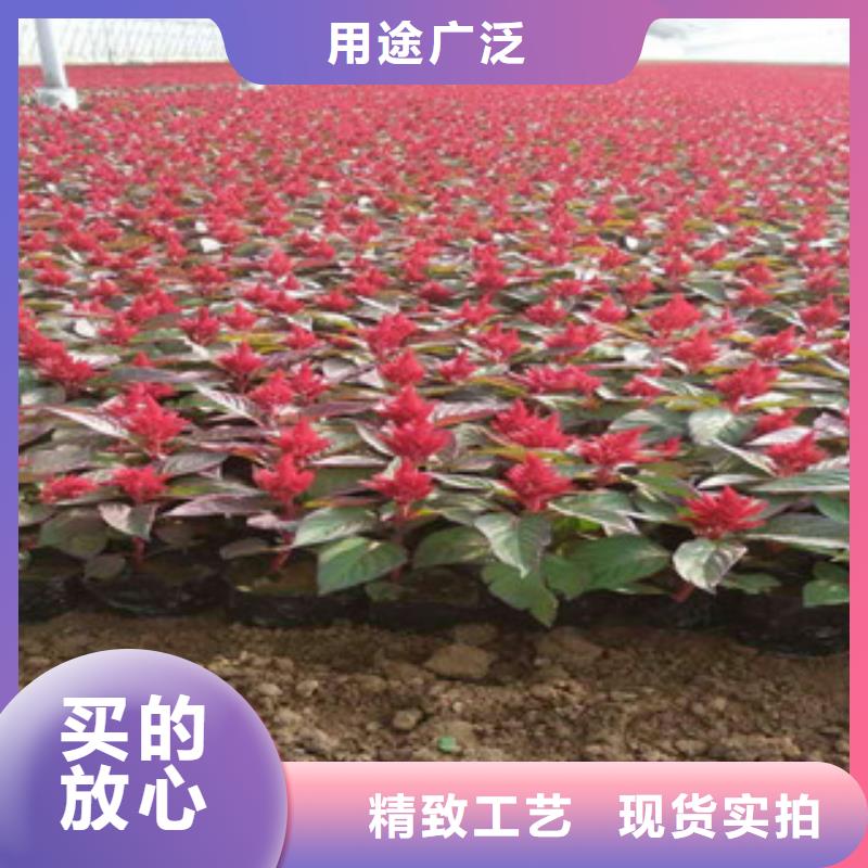 花海景观鲁冰花/粉黛乱子草精选优质材料