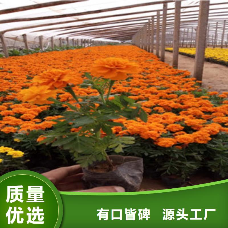 花海景观时令花卉/绿化草花价格实力大厂家