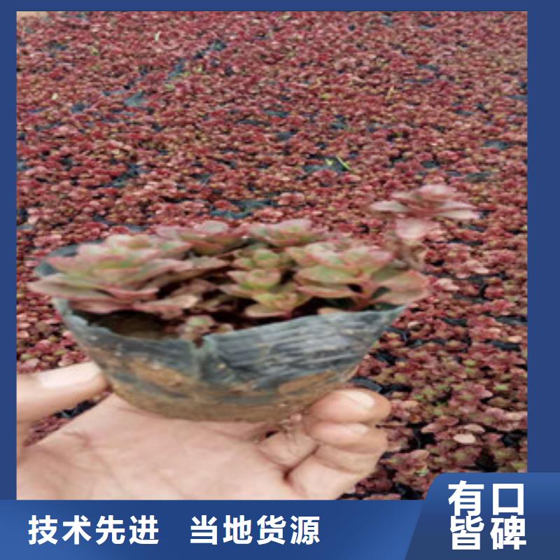 花海景观花海景观工程性价比高