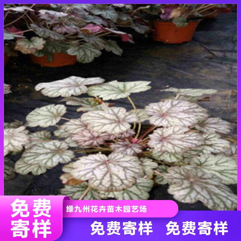 花海景观观赏草/蒲苇狼尾草工厂价格