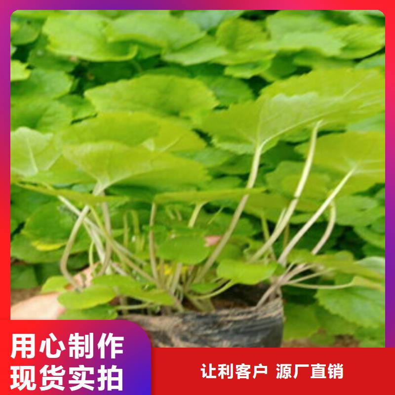 【花海景观】_水生植物/荷花睡莲货品齐全